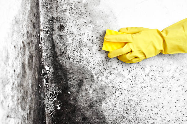 Best Mold Testing  in Woodbranch, TX