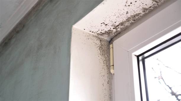 Best Crawl Space Mold Removal  in Woodbranch, TX
