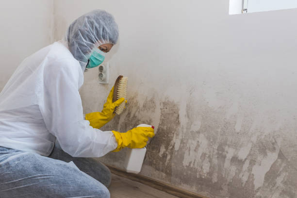 Best Residential Mold Removal  in Woodbranch, TX