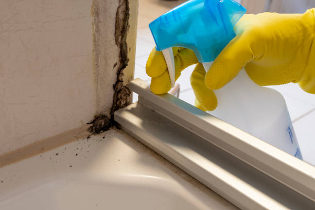 Best Mold Damage Repair  in Woodbranch, TX