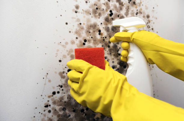 Best Mold Removal Company Near Me  in Woodbranch, TX
