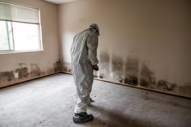 Best Commercial Mold Removal  in Woodbranch, TX