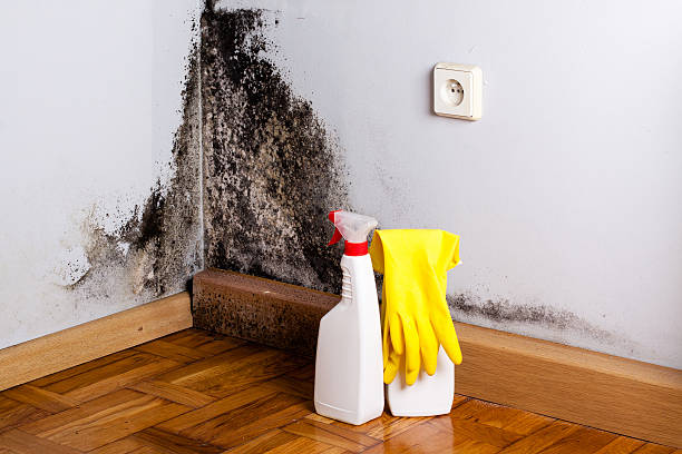 Best Mold Damage Repair  in Woodbranch, TX