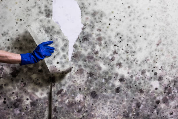 Best Office Mold Removal Services  in Woodbranch, TX