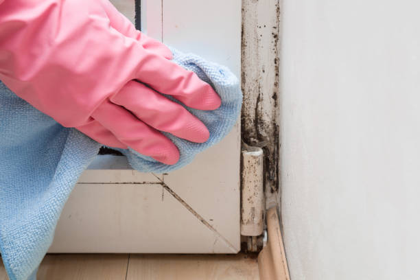 Best Office Mold Removal Services  in Woodbranch, TX