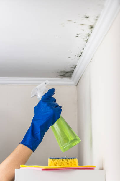 Best Mold Cleaning Services  in Woodbranch, TX